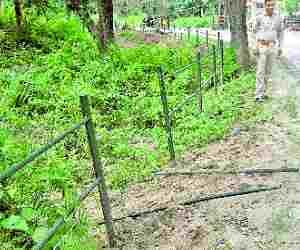 Nepali Elephants made a nuisance
