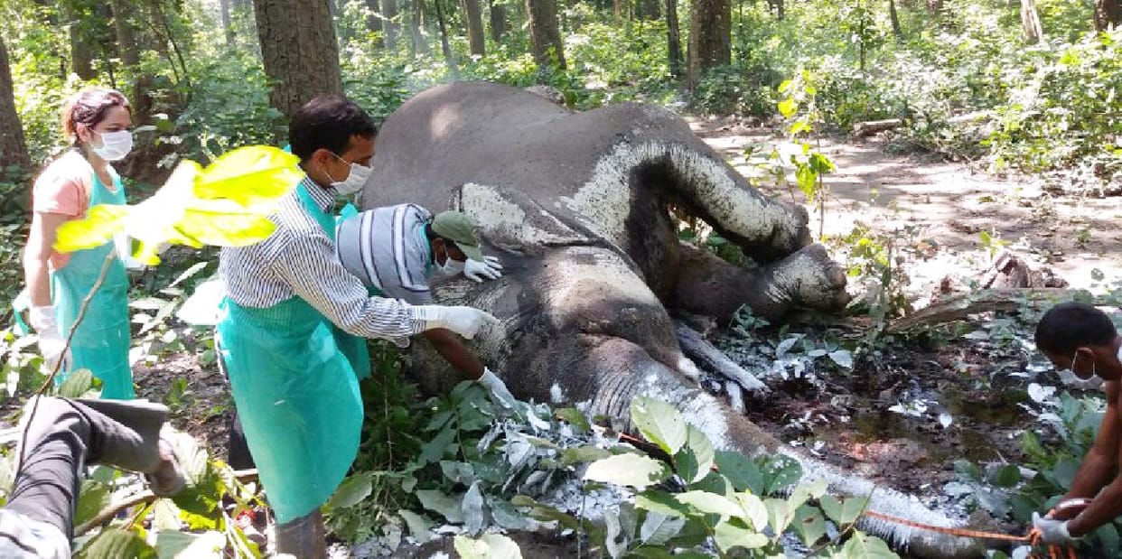 ... The elephant died natural death