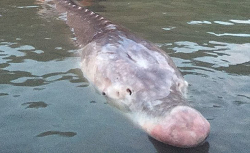  Pig Nose fish finally caught in Canada