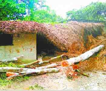 trees toppled the storm, crushed woman's death