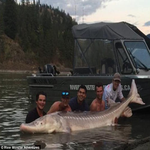  Pig Nose fish finally caught in Canada
