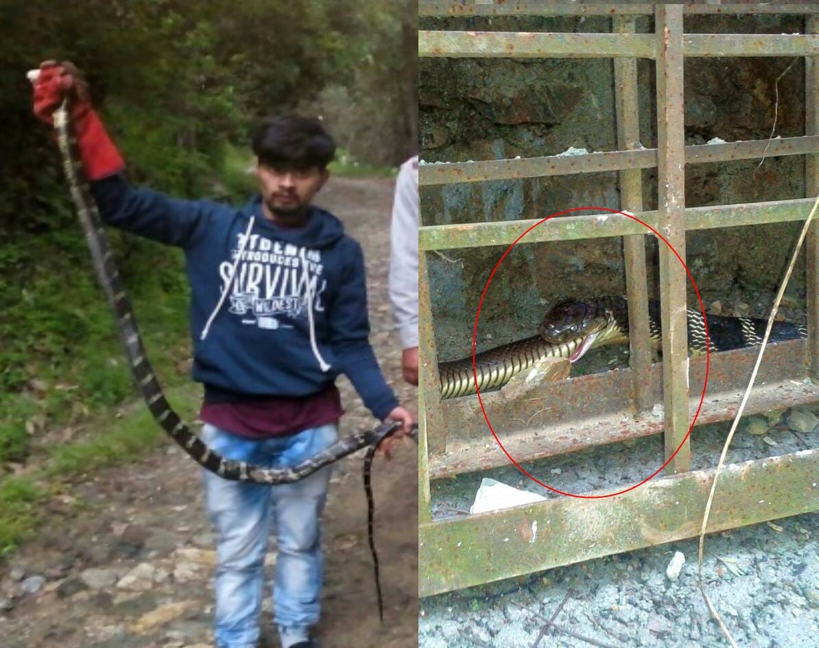 three snake saw in KVK
