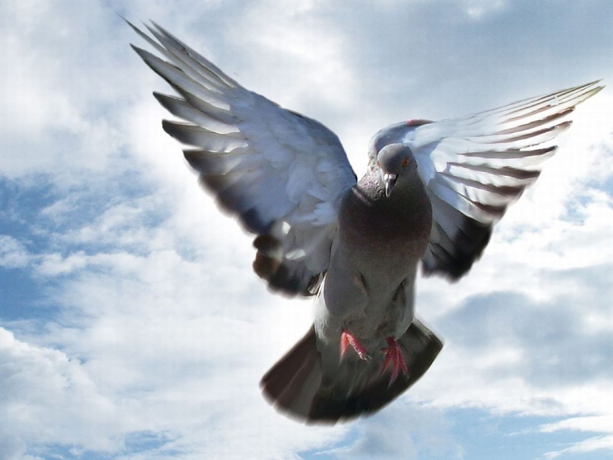 A pigeon named joe reached Australia, created controversy