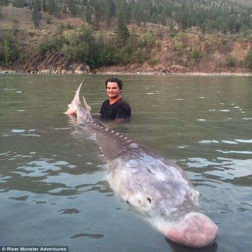  Pig Nose fish finally caught in Canada