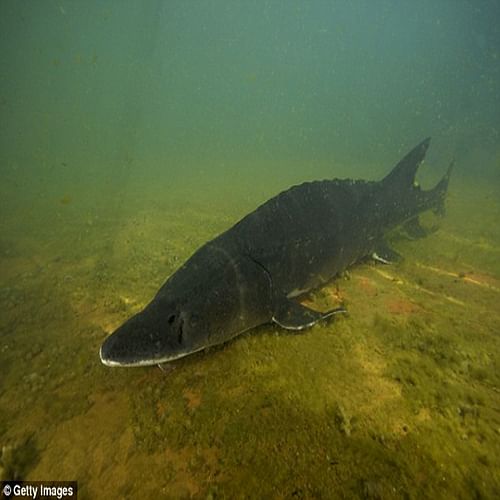 समुद्र में दिखा अनोखा जीव, सूअर जैसे हैं इसके अंग - Pig Nose Fish ...