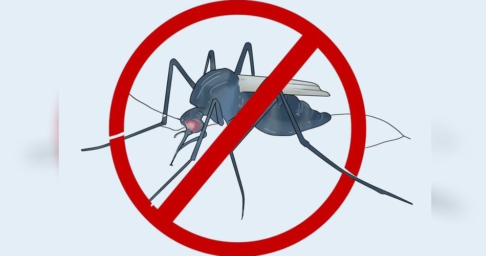 dengue spread out through this new mosquito