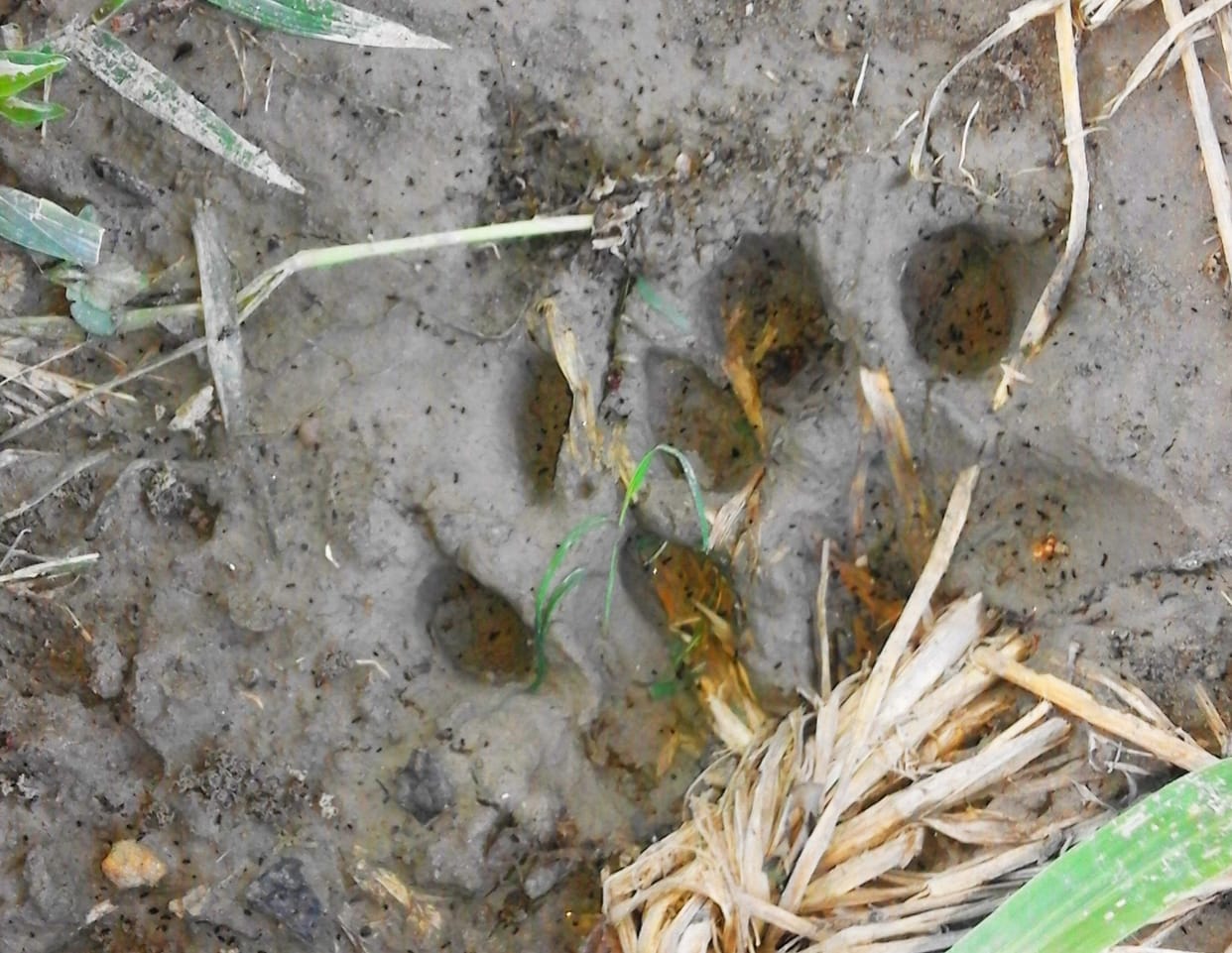 panther showed in dilawalpur