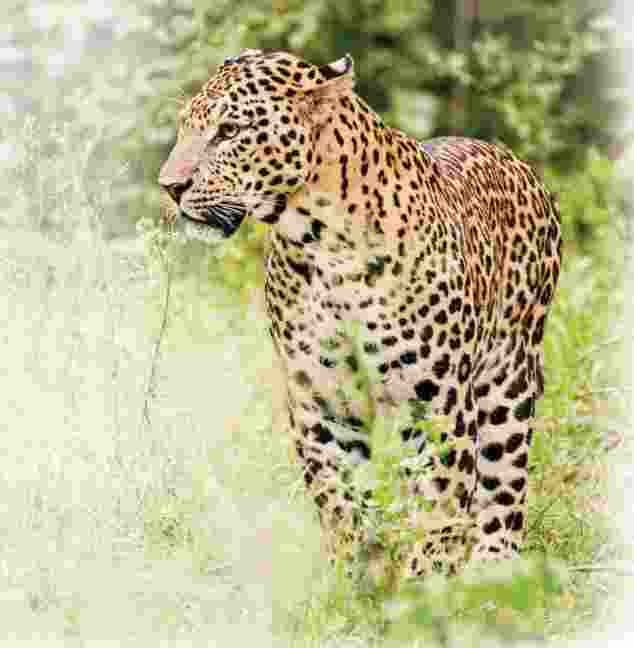 hastinapur sanctury me