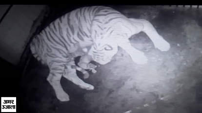 white tiger in lucknow zoo gave birth to 3 cubs