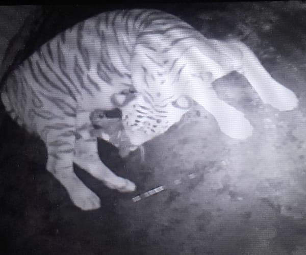  white tigeress in lucknow zoo.