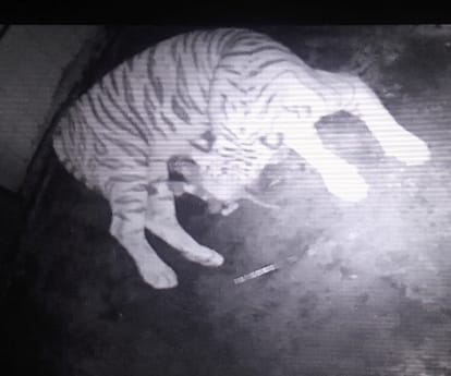  white tigeress in lucknow zoo.