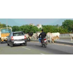 animal,rewari,market sabzi mandi,road, people