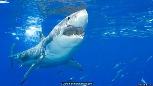 Do you know which animal is the most powerful jaw