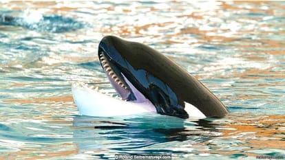 Do you know which animal is the most powerful jaw