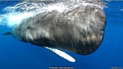 Do you know which animal is the most powerful jaw