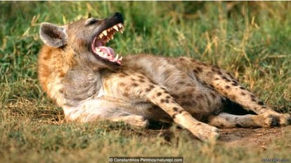 Do you know which animal is the most powerful jaw
