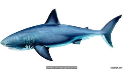 Do you know which animal is the most powerful jaw