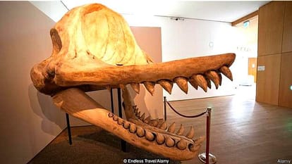 Do you know which animal is the most powerful jaw