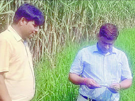 Tips to protect crops from diseases