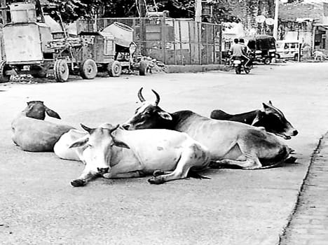 Anna cattle home is built on the streets