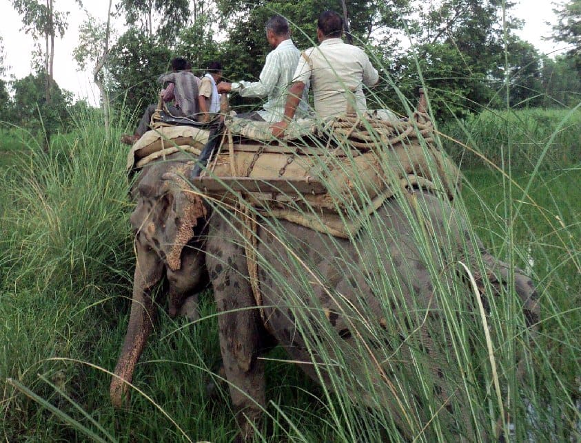 Then the old man-eating tigress reached whereabouts