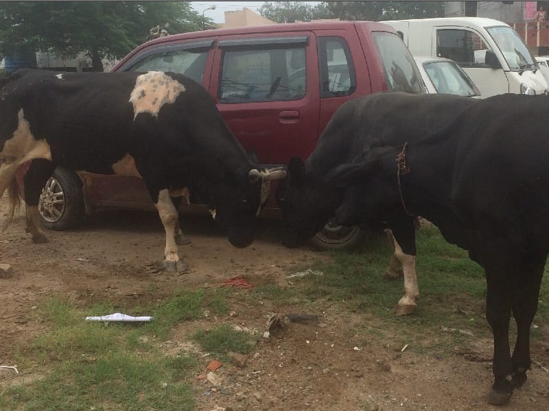 Unclaimed animals clashed Ropar Problems remain unclaimed animals, damaged four cars, Ropar