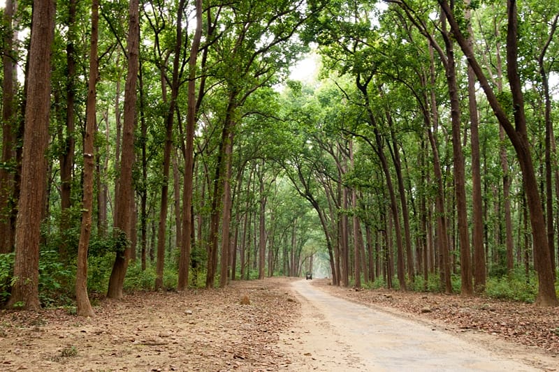animosity between trees and plants