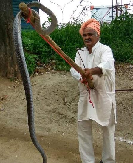 cobra in market