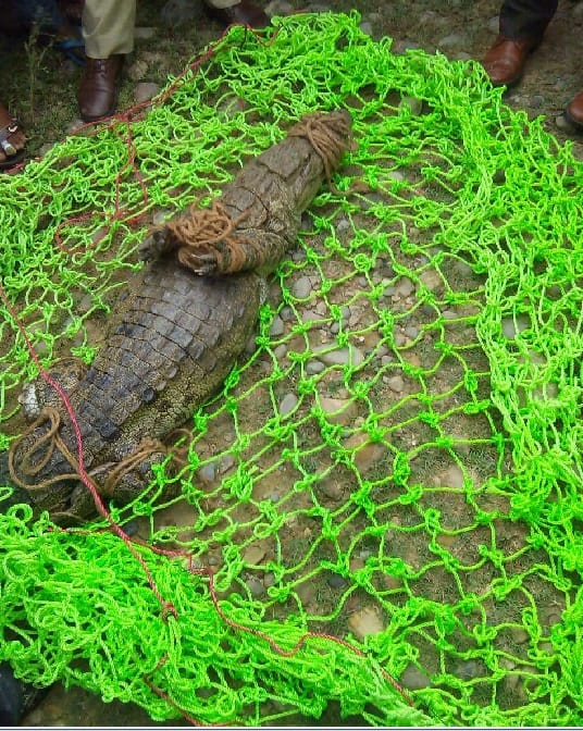 Crocodile show in Jammu and Kashmir for the first time