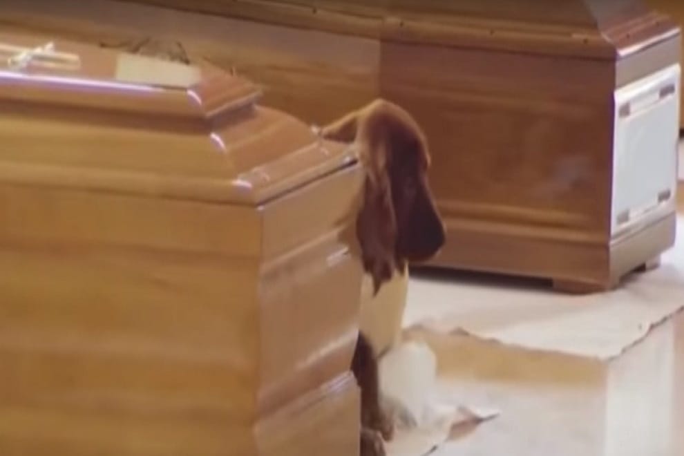 dog refuses to leaves his dead owner's coffin