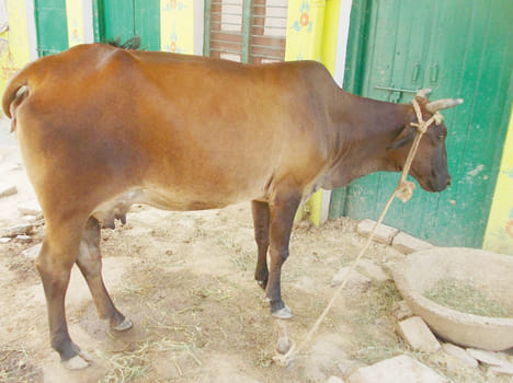 Gotu throat disease spread in animals after floods