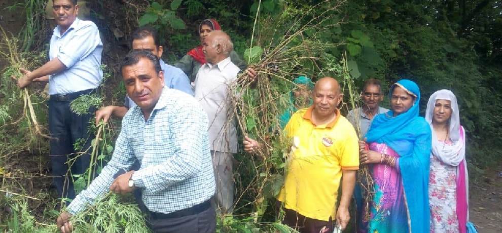 People fell due to uprooting of marijuana campaign