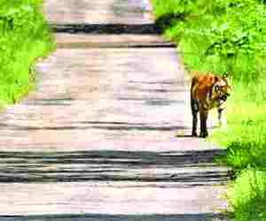 Tiger show on the road