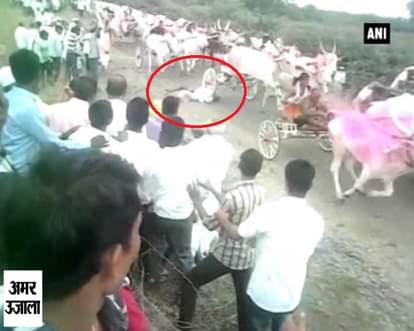Watch: Man’s miraculous escape after being run over by bullock carts 