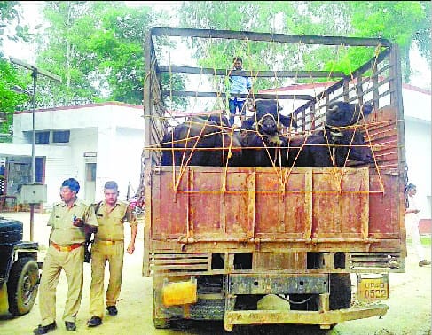 Water Corporation employee trampled by cattle smugglers truck