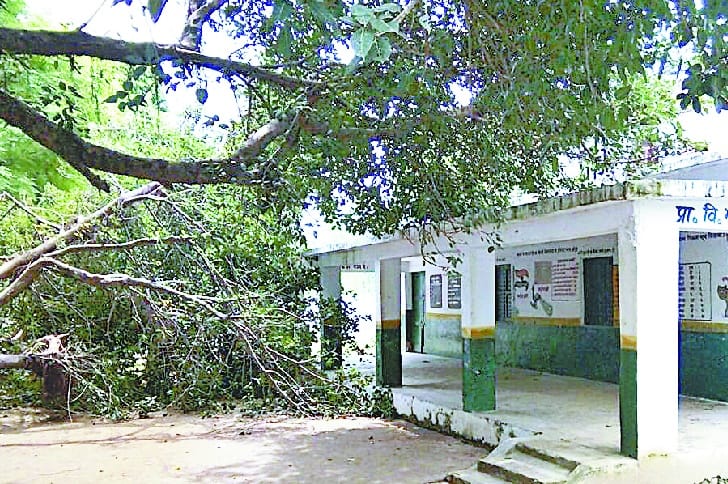 Bhowanipore tree fell on the village primary school