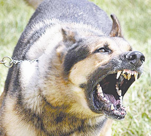 Darma valley dreaded dogs killed 16 sheep