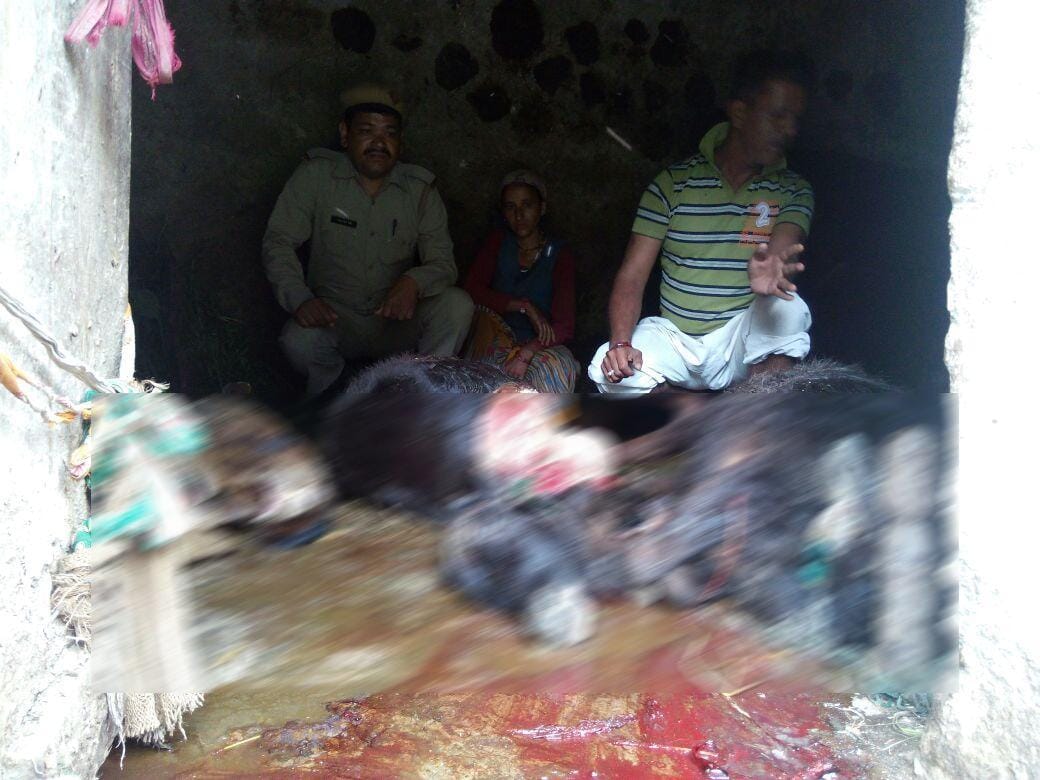 guldar killed four domestic animal