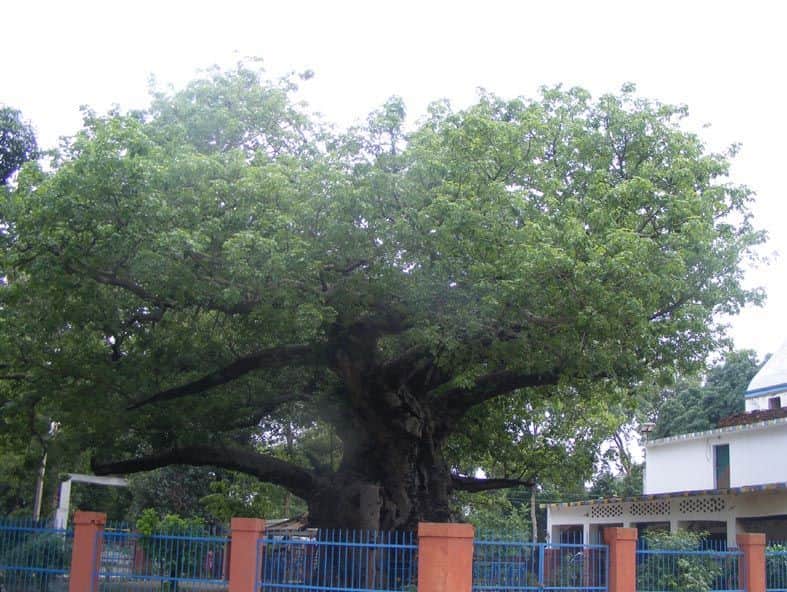 rare parijat tree mythological stories
