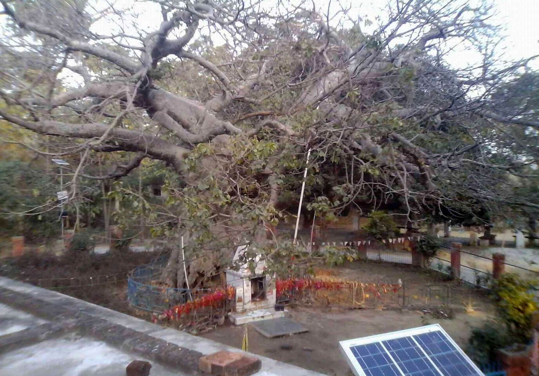 rare parijat tree mythological stories