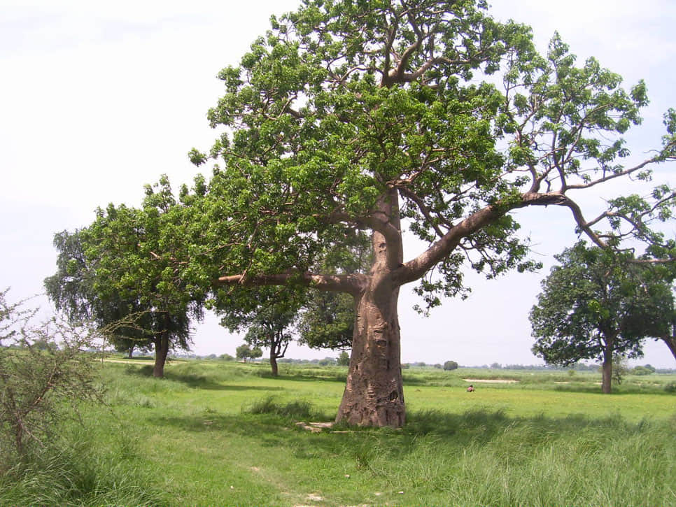 rare parijat tree mythological stories