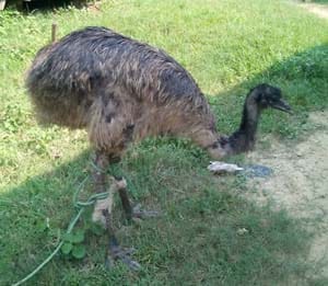 australiyai birds