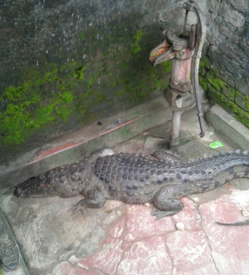 Crocodile entered the house, created a stir