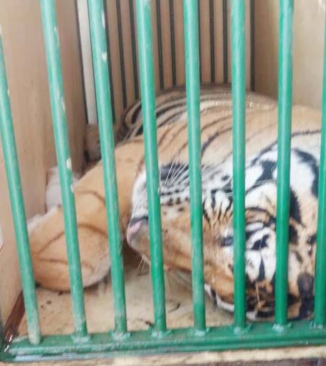 Kheri caught the man-eating tigers