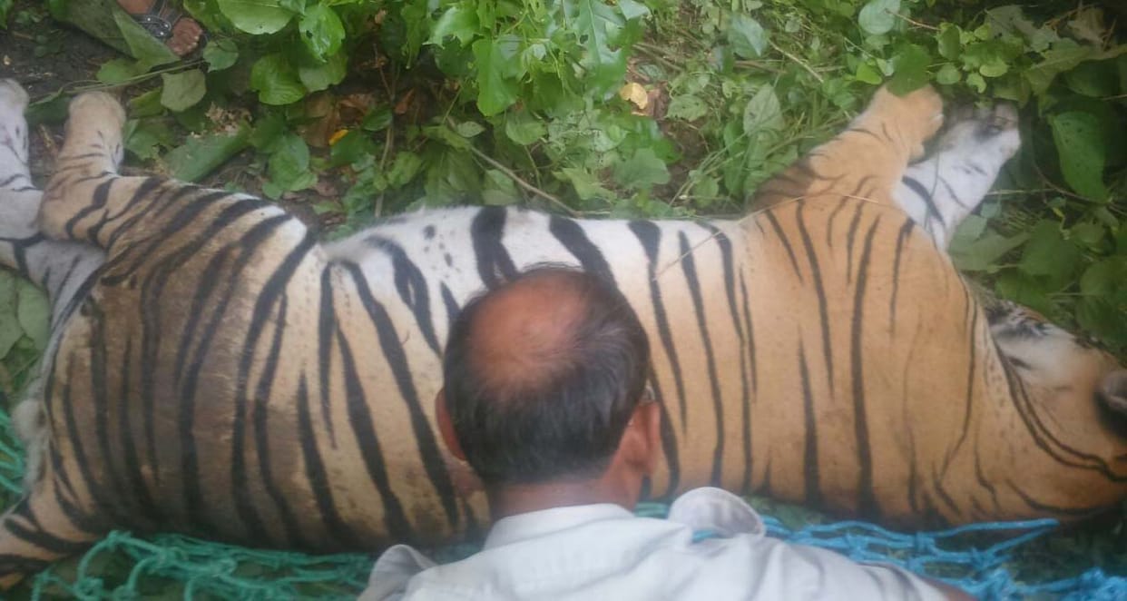 Tiger Rescue operation lasted six hours