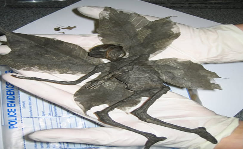 mummified fairy remains found