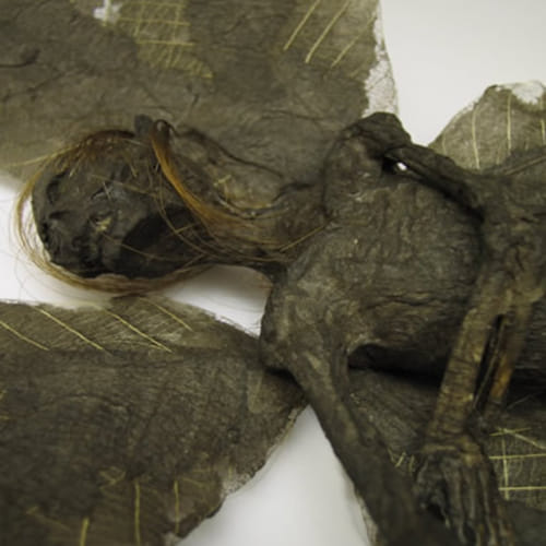 mummified fairy remains found