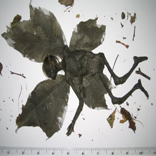 mummified fairy remains found