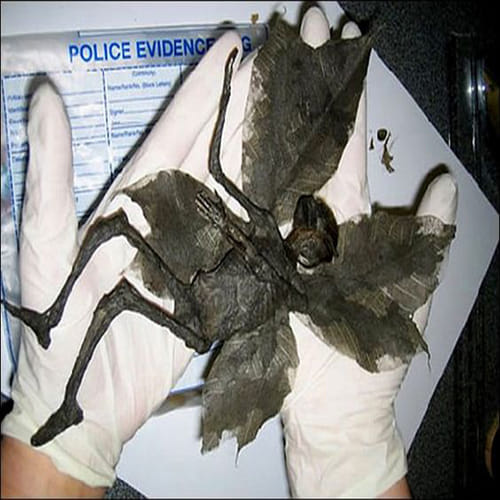 mummified fairy remains found