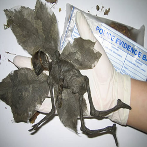 mummified fairy remains found